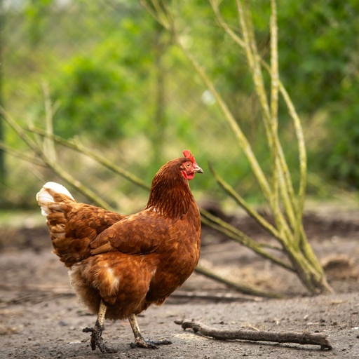 Kinderboerderij De Gele Berg
